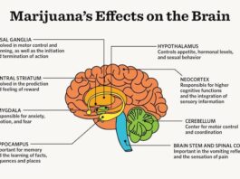 thca flower vs weed effects