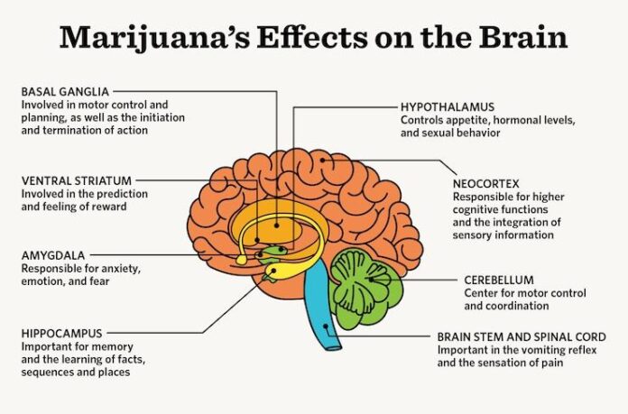 thca flower vs weed effects