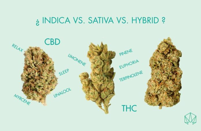 sativa thc gummies
