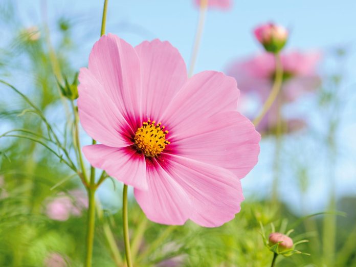 x flower