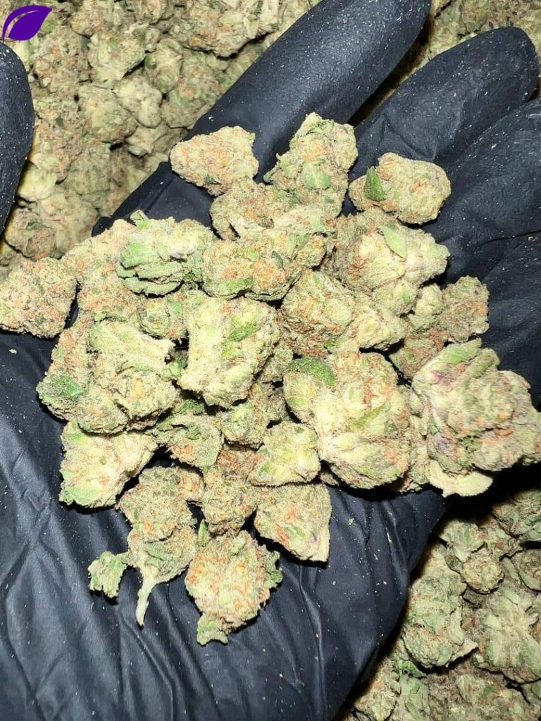 zkittlez thca flower