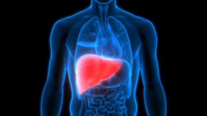 thc gummies liver