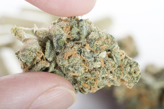 zombi thca flower review