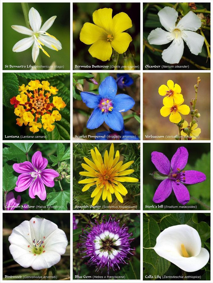 who flower