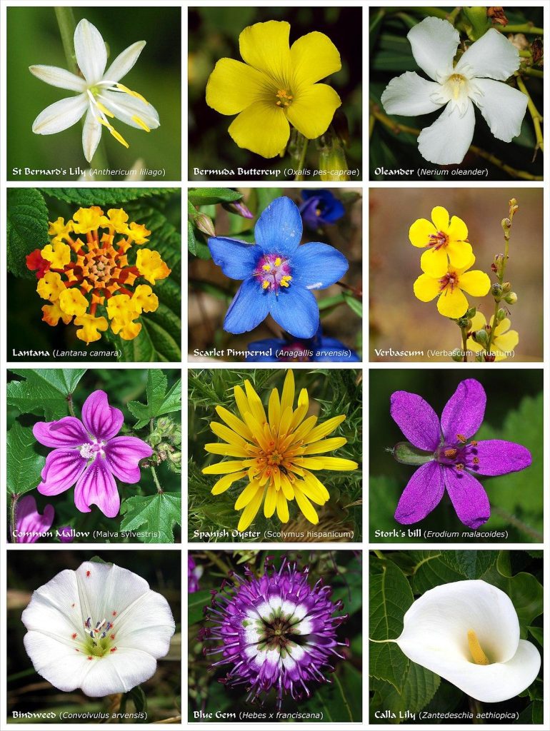 who flower
