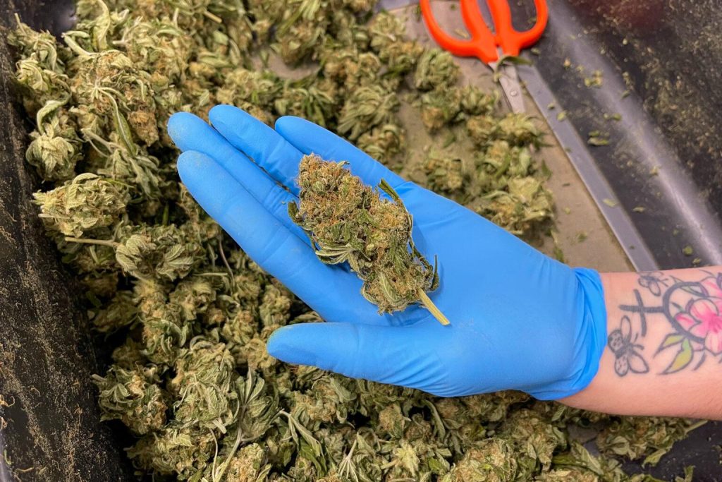 thca flower iowa