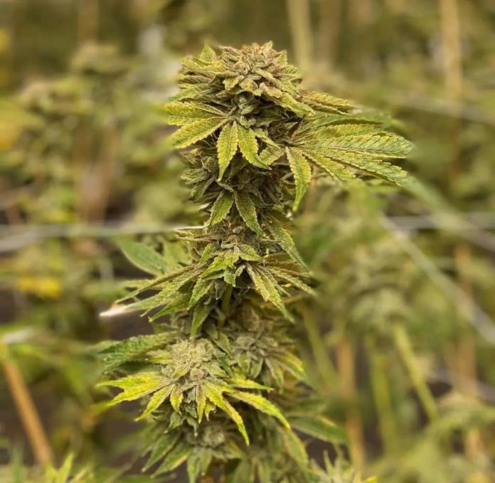 thca flower ebay