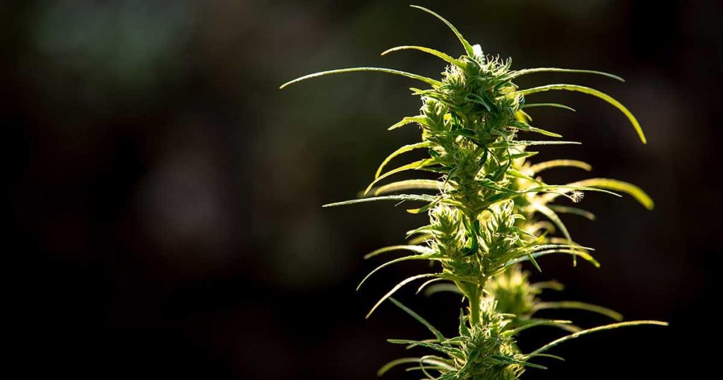 what is thca flower used for