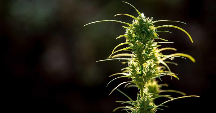 what is thca flower used for