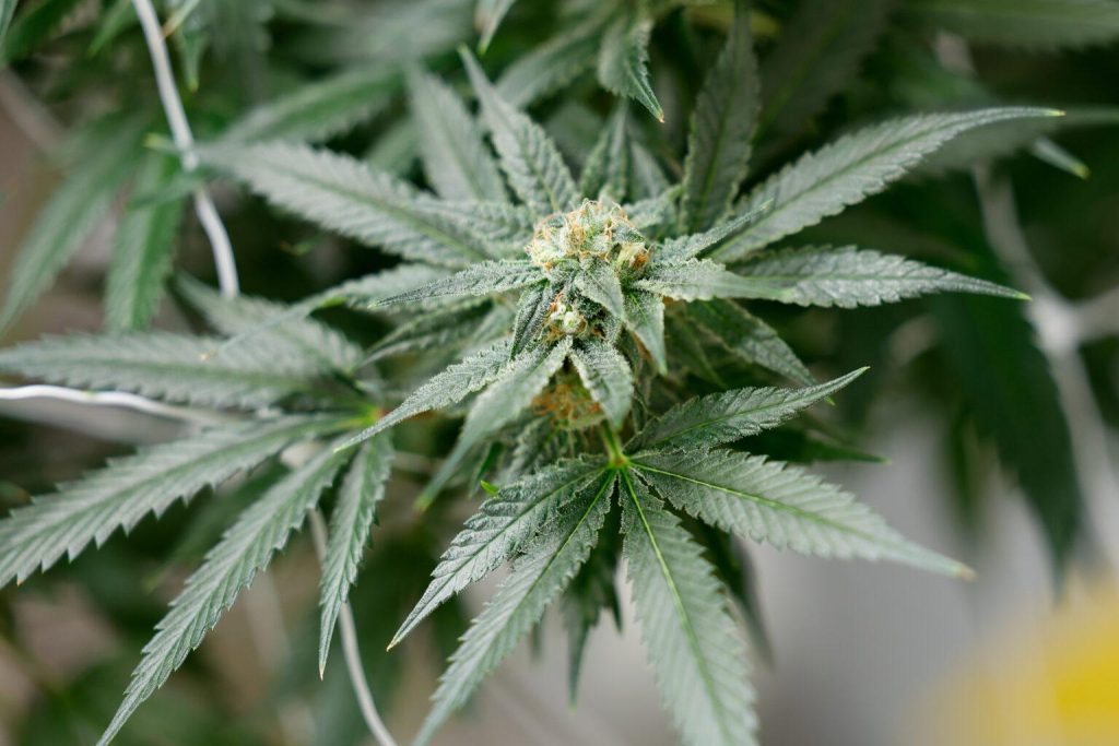 thca flower ohio