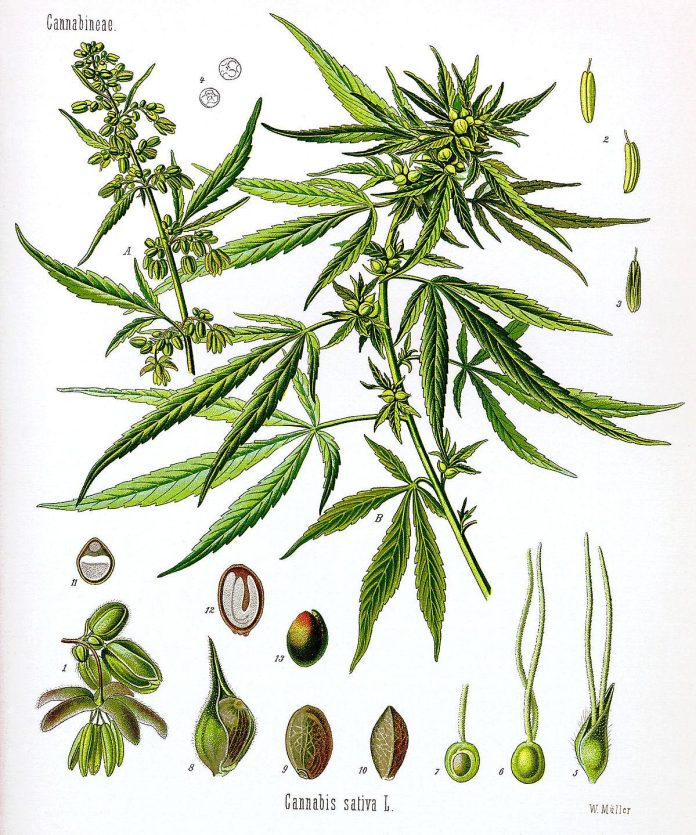 thca flower clearance