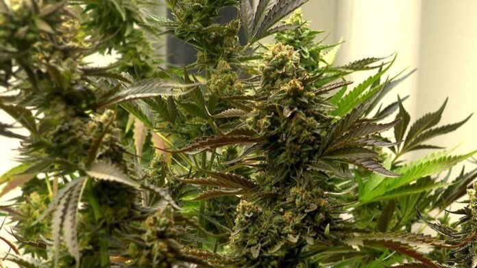 thca flower asheville