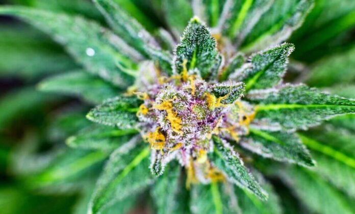 thca flower sezzle