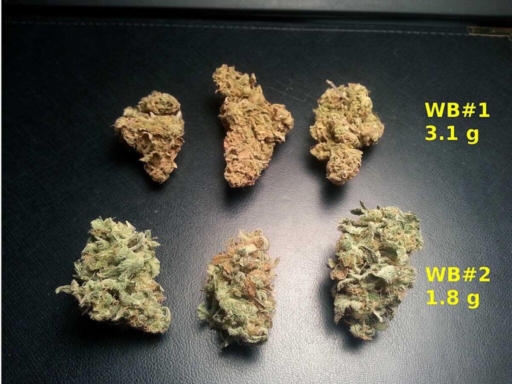 is thca flower uncured