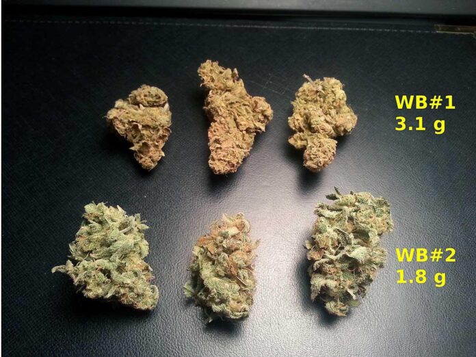 is thca flower uncured
