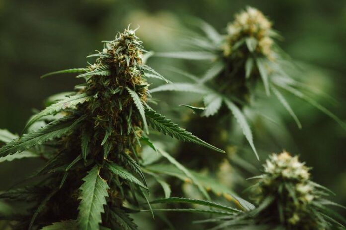 thca flower vs thc flower
