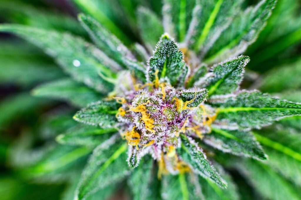 thca flower arkansas