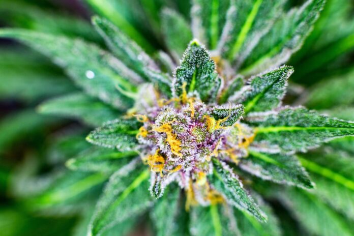 thca flower arkansas