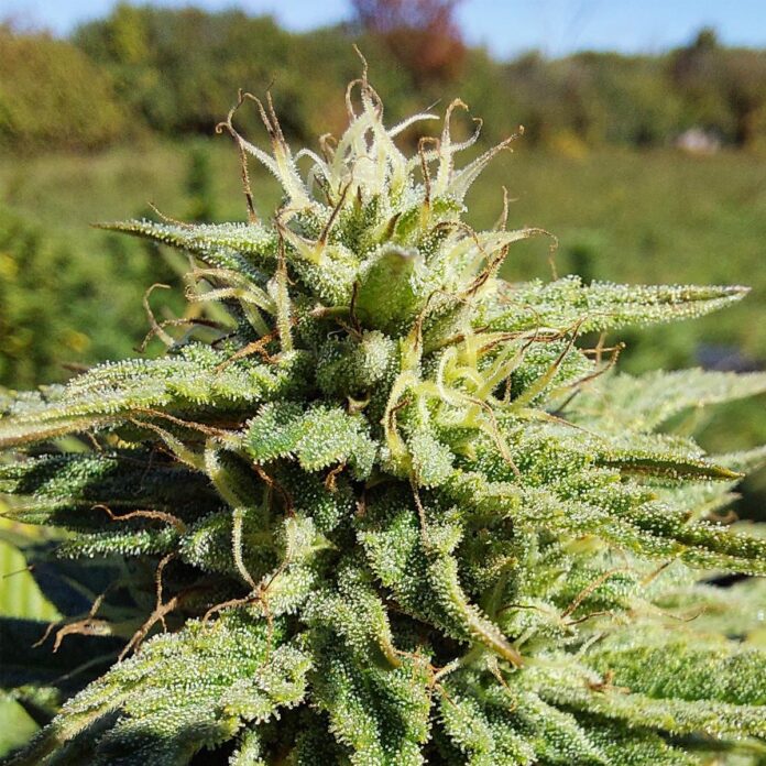 cbd vs thca flower