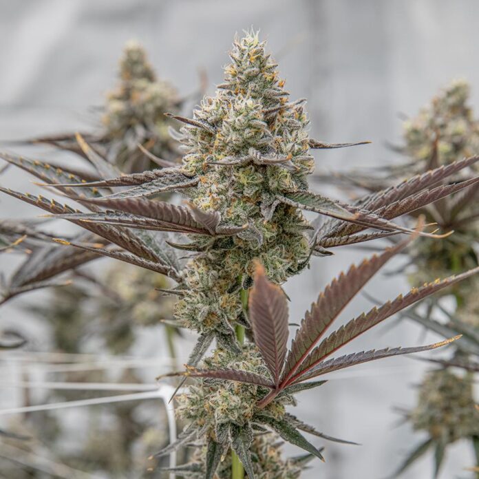 thca flower oreoz