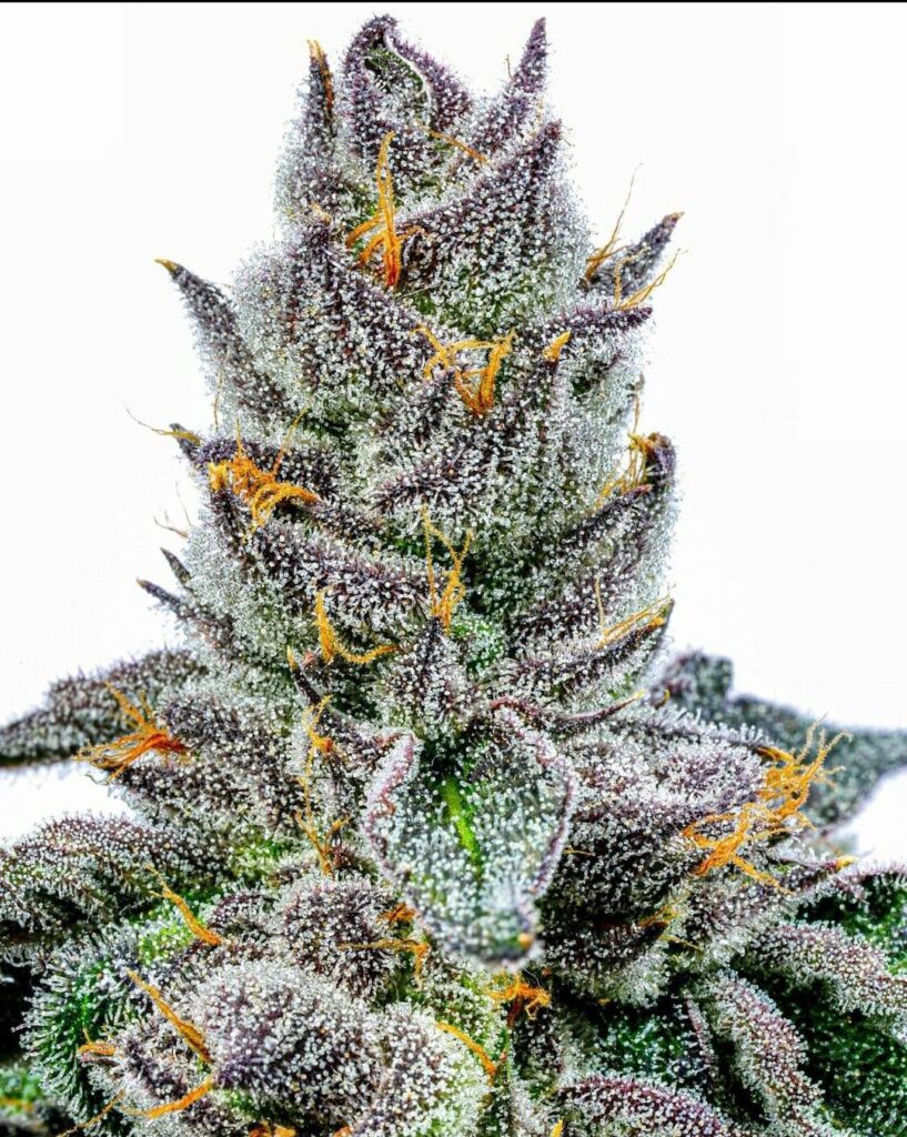 thca flower lit farms