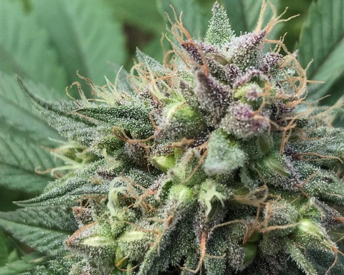 thca flower with seeds