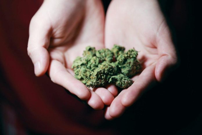 thca weed get you high