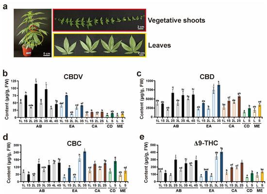 Potency Breakdown: Comparing Cannabinoid Levels