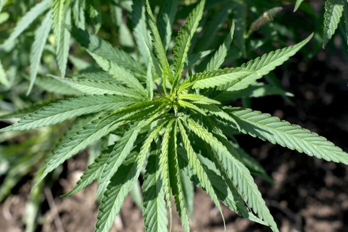 hemp thca health