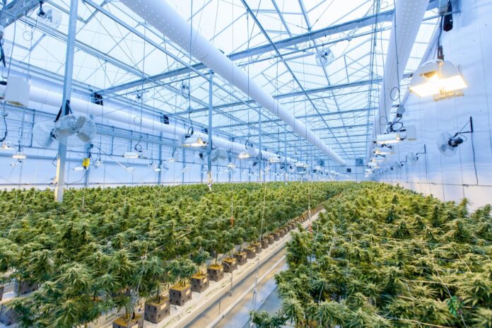 is thc-0 legal in texas