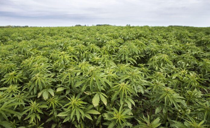 enlighten hemp co