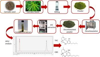 Flavor and ​Aroma: How Extraction Methods Influence the Cannabis ⁢Experience