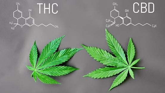 Effects‍ on ​the Body:⁢ How THC and THCA Interact⁢ Differently