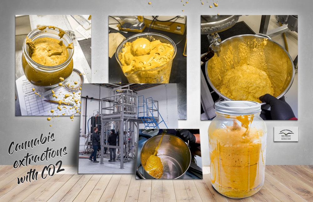 Safety and Legal Considerations ‌in THC resin Manufacturing