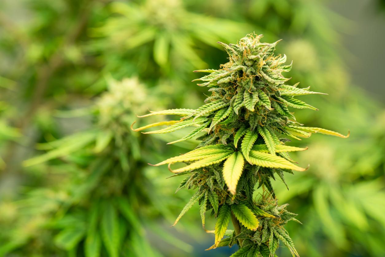 exploring the‍ Rise of⁣ THCA Hemp and Its Popularity on Reddit