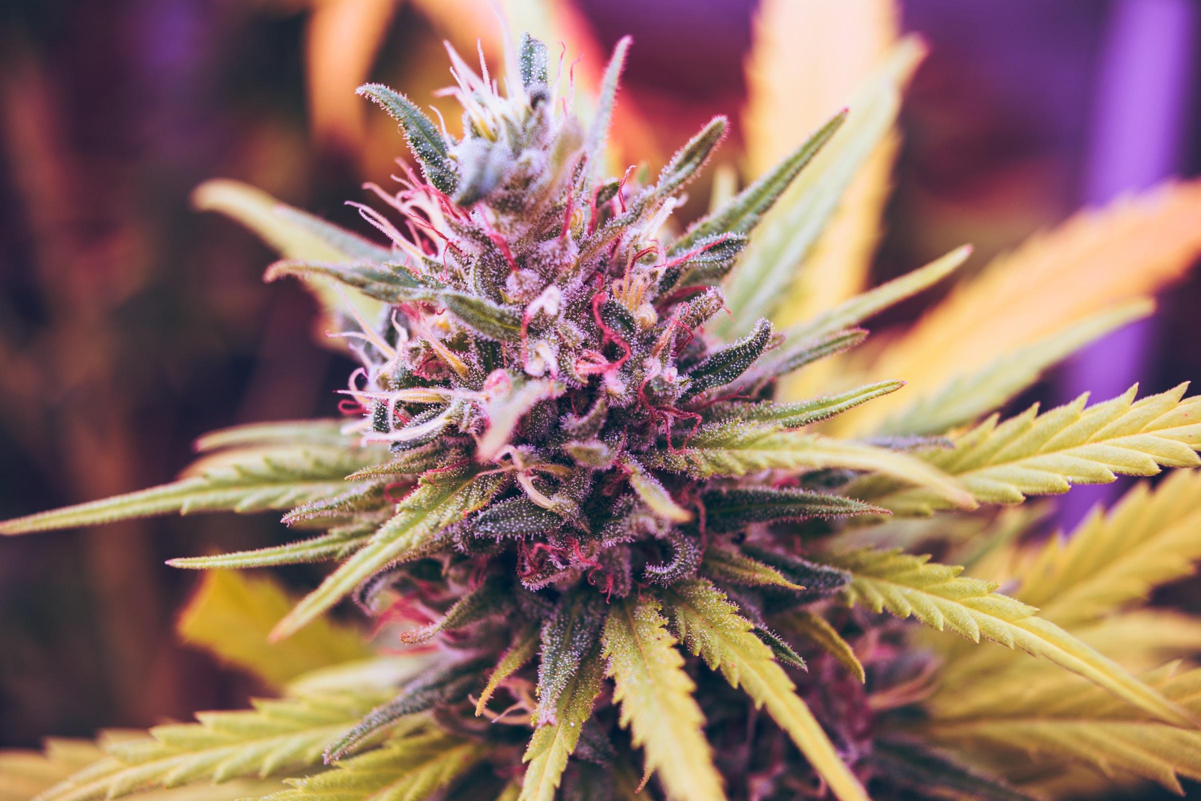 Understanding the Therapeutic Potential of ⁣Hemp THCA in Modern​ Wellness