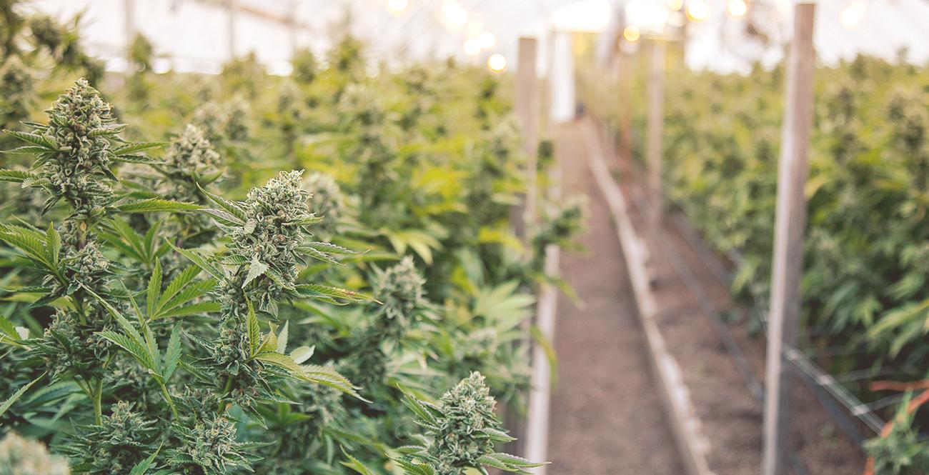 chemical composition Demystified: What ‌Sets⁣ THCA Delta-8 Apart