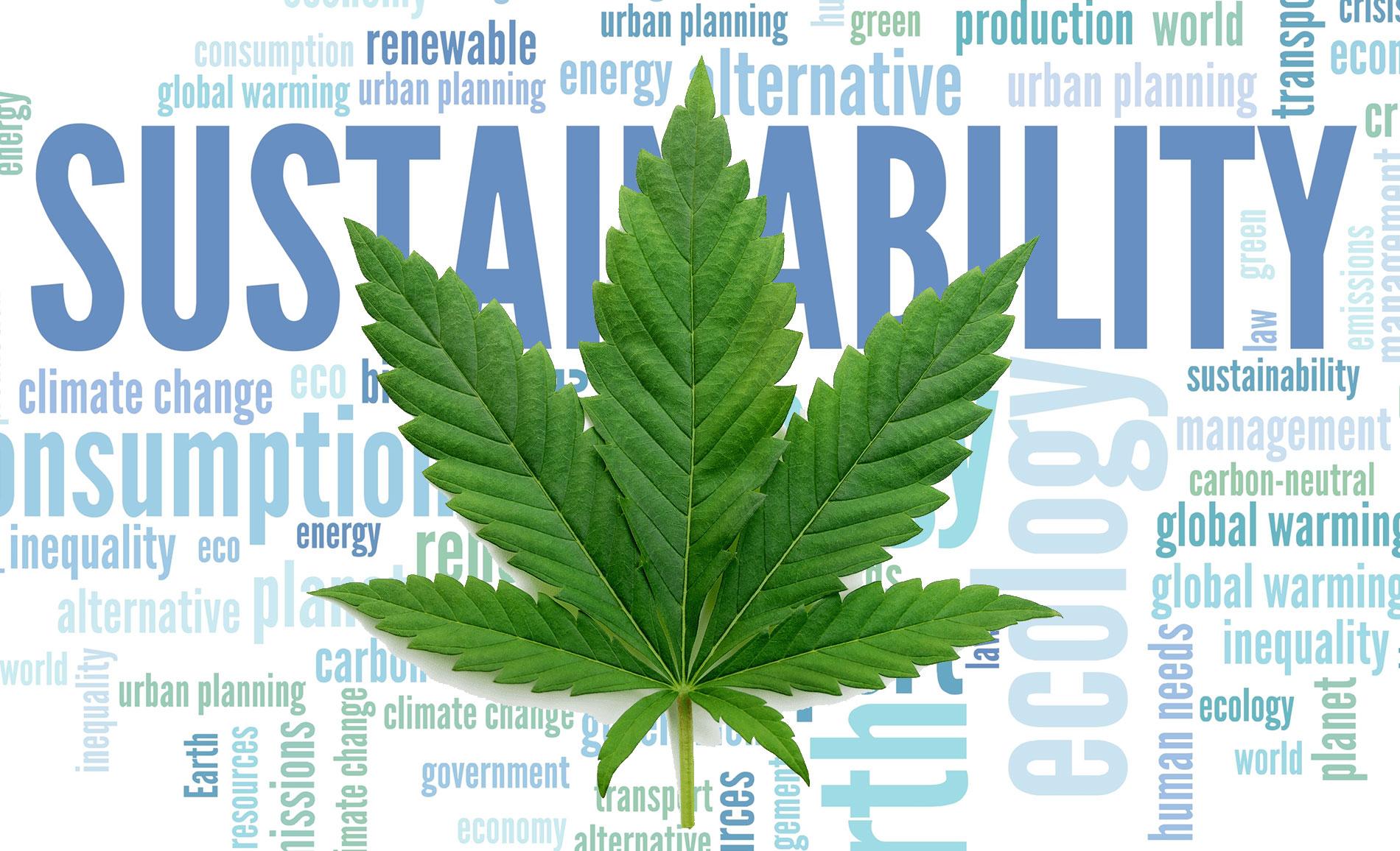 Sustainability Practices: How Enlighten Hemp Co Supports the Environment