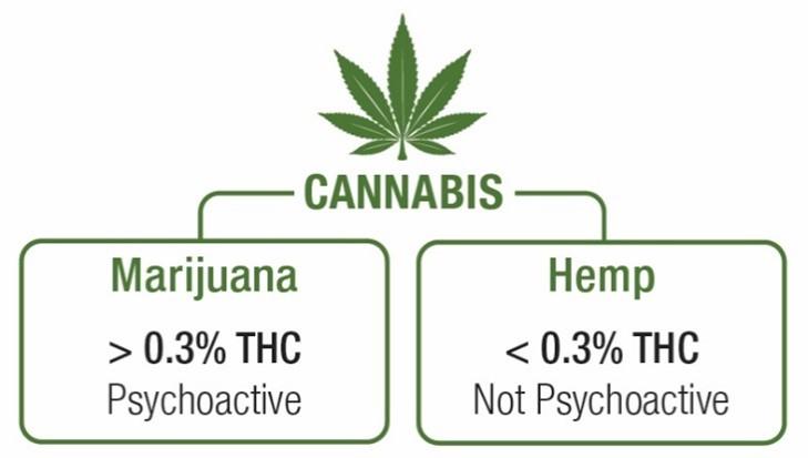 Understanding THC⁤ and THCA: The Basics Explained