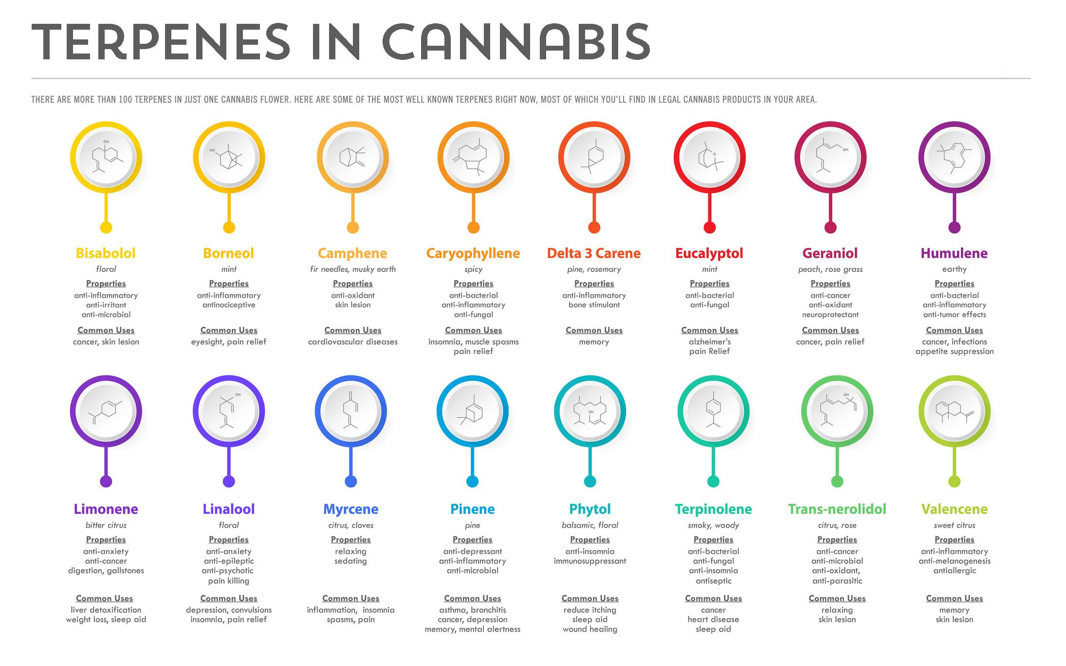 The Extraction Process:⁤ Unlocking Pure Cannabis Terpenes