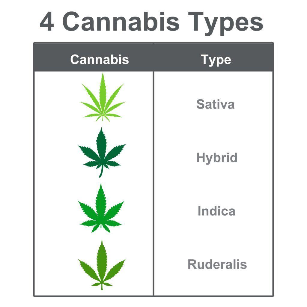 selecting‍ the‌ Right Cannabis Strains for Optimal Yields