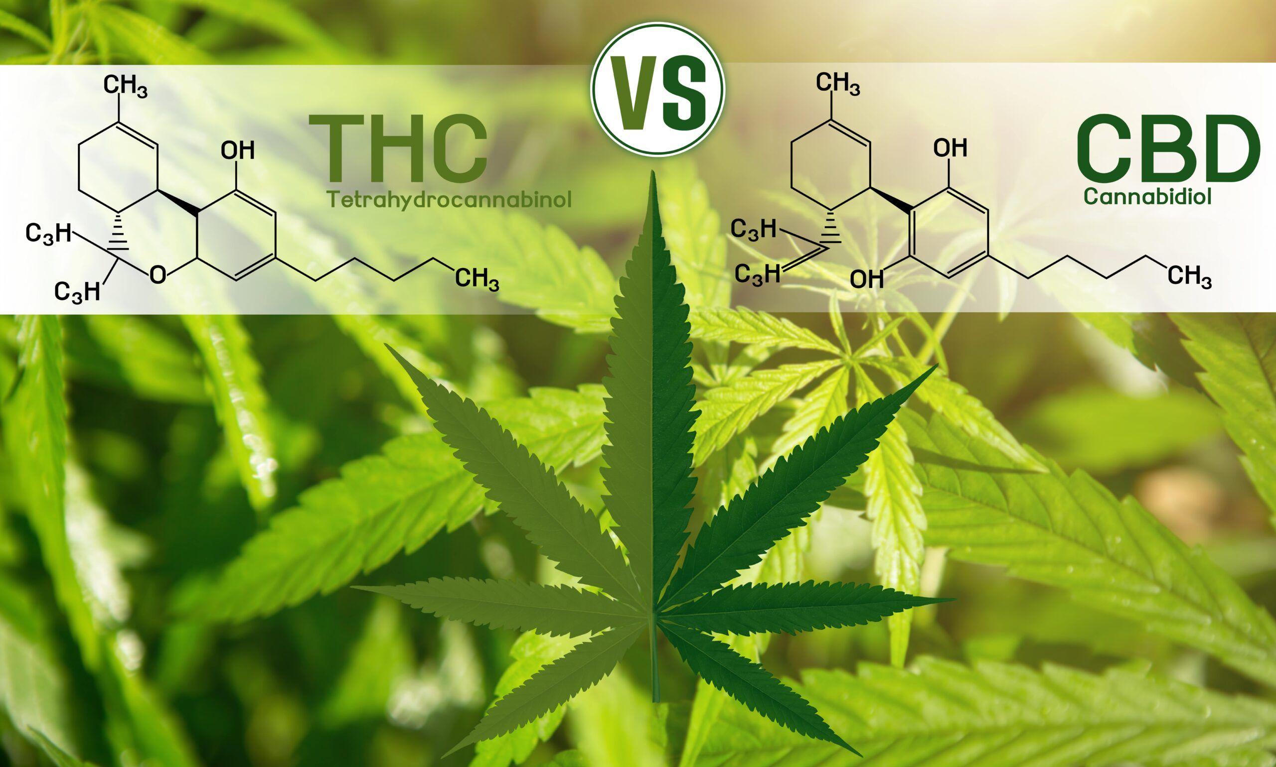 Community Insights: ⁢what Reddit Users Share About THC and THCA