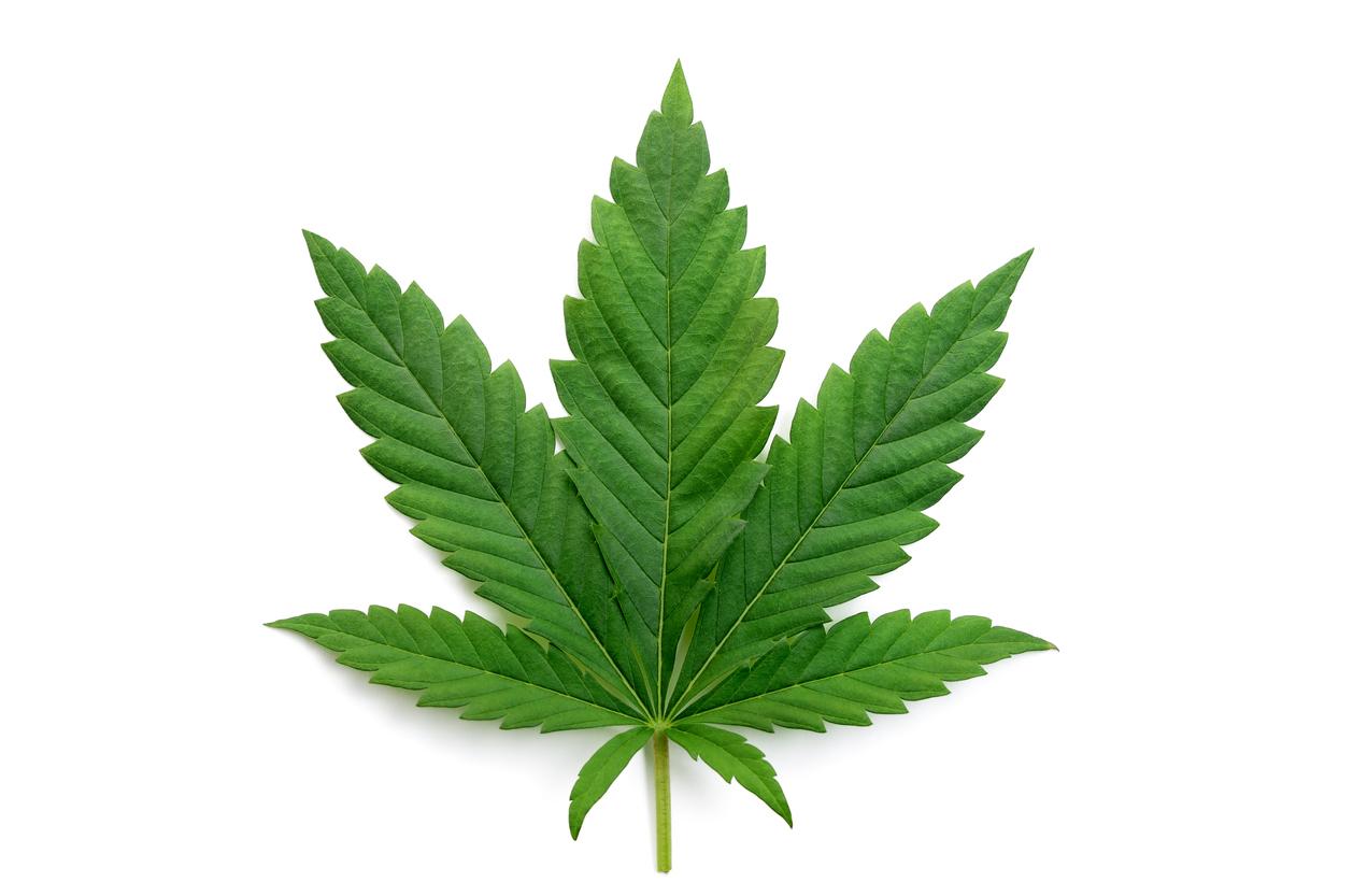 Recommendations for Cannabis Advocates and⁣ Consumers in South carolina