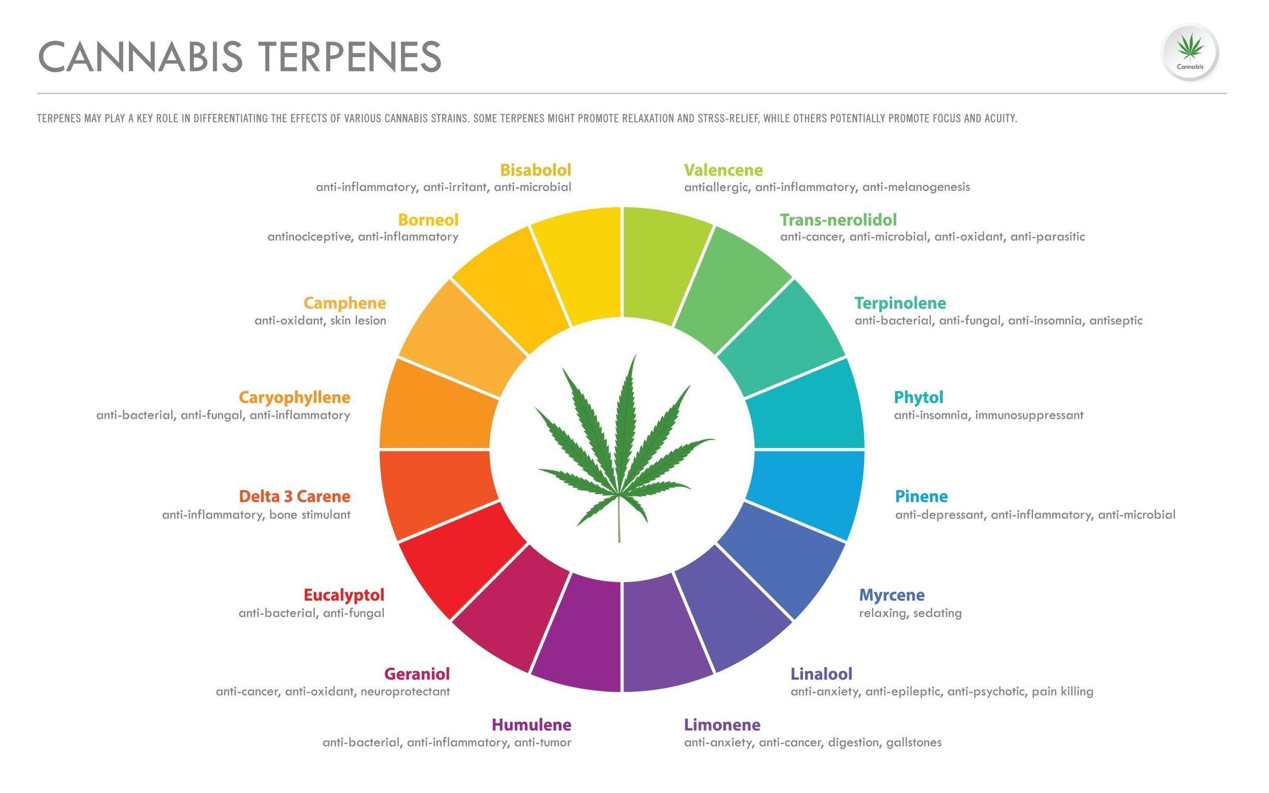 Flavor Profiles‍ and Terpene Richness Explained