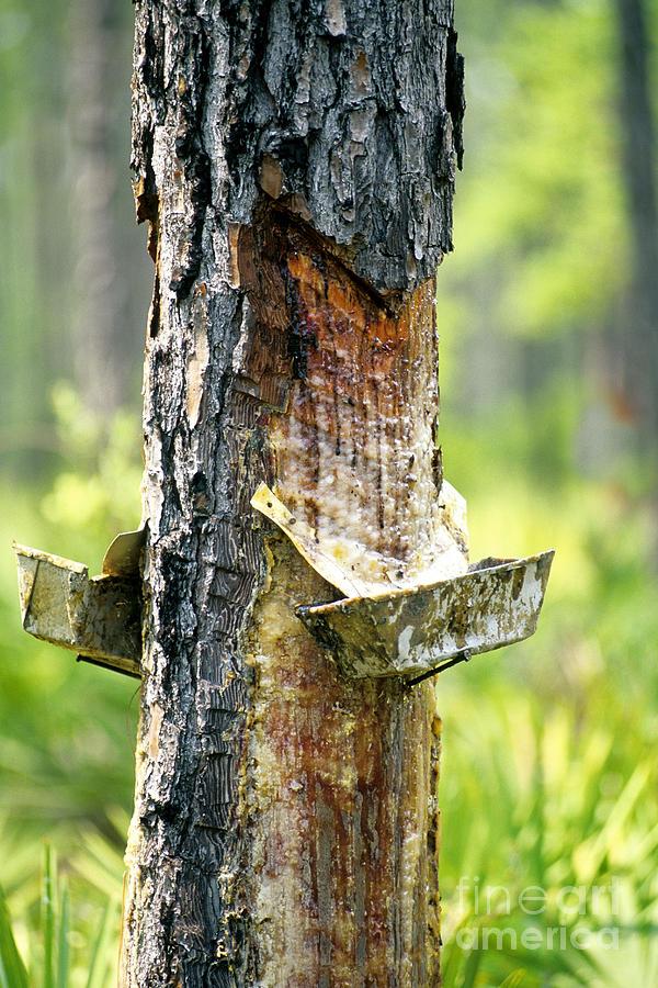 The Tree to⁢ Table Journey Understanding Pine Resin Extraction