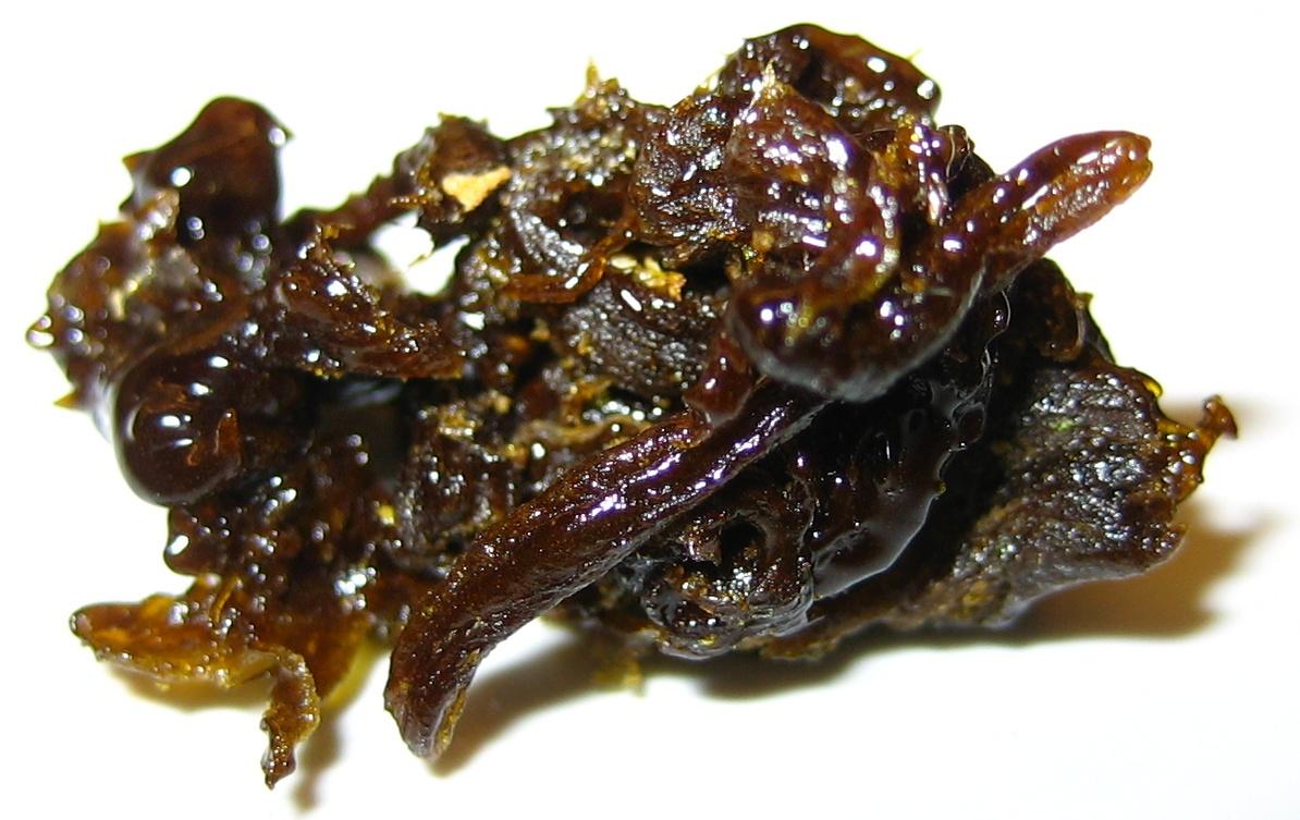 Understanding the Basics of THC Rosin Oil Extraction
