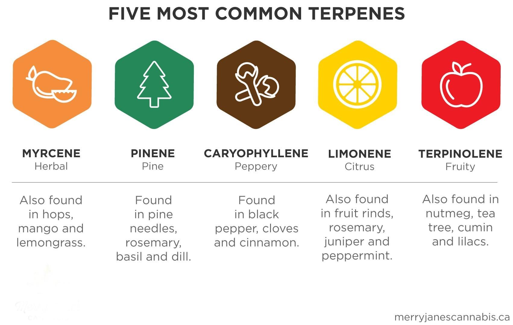 How to Choose the Right Terpenes for Your Needs