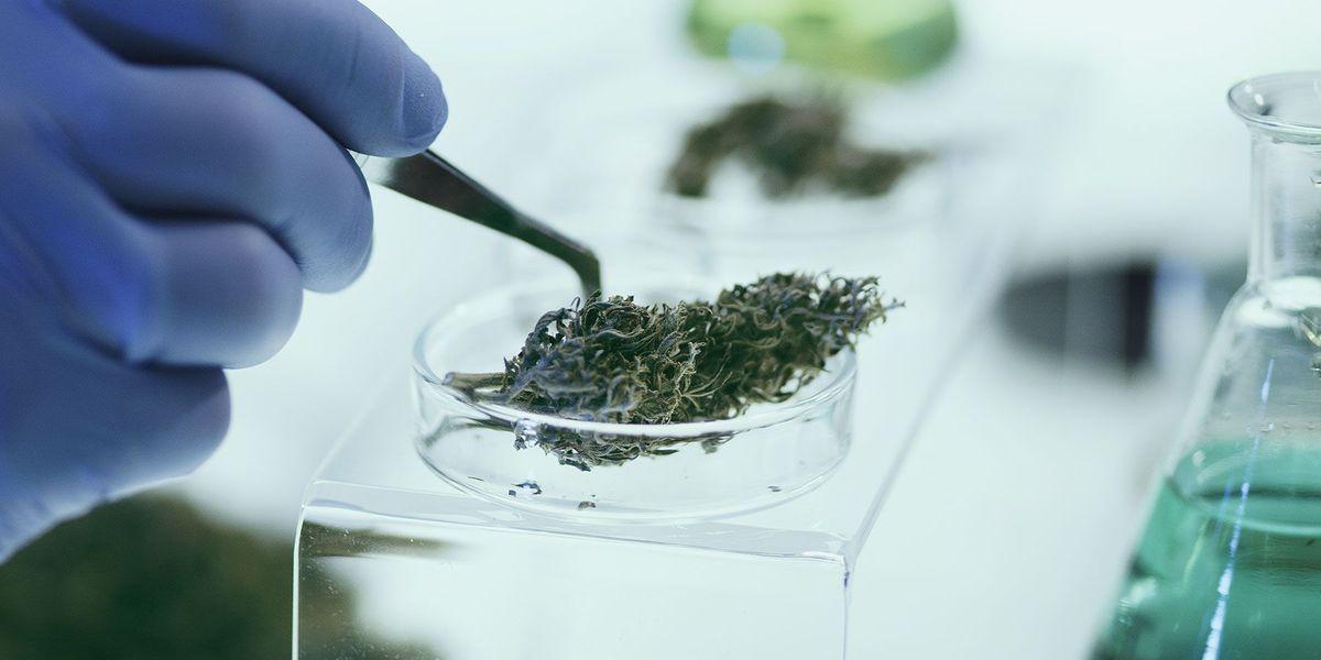 The Extraction⁢ Process: From Cannabis Plant‍ to‍ Raw THCA