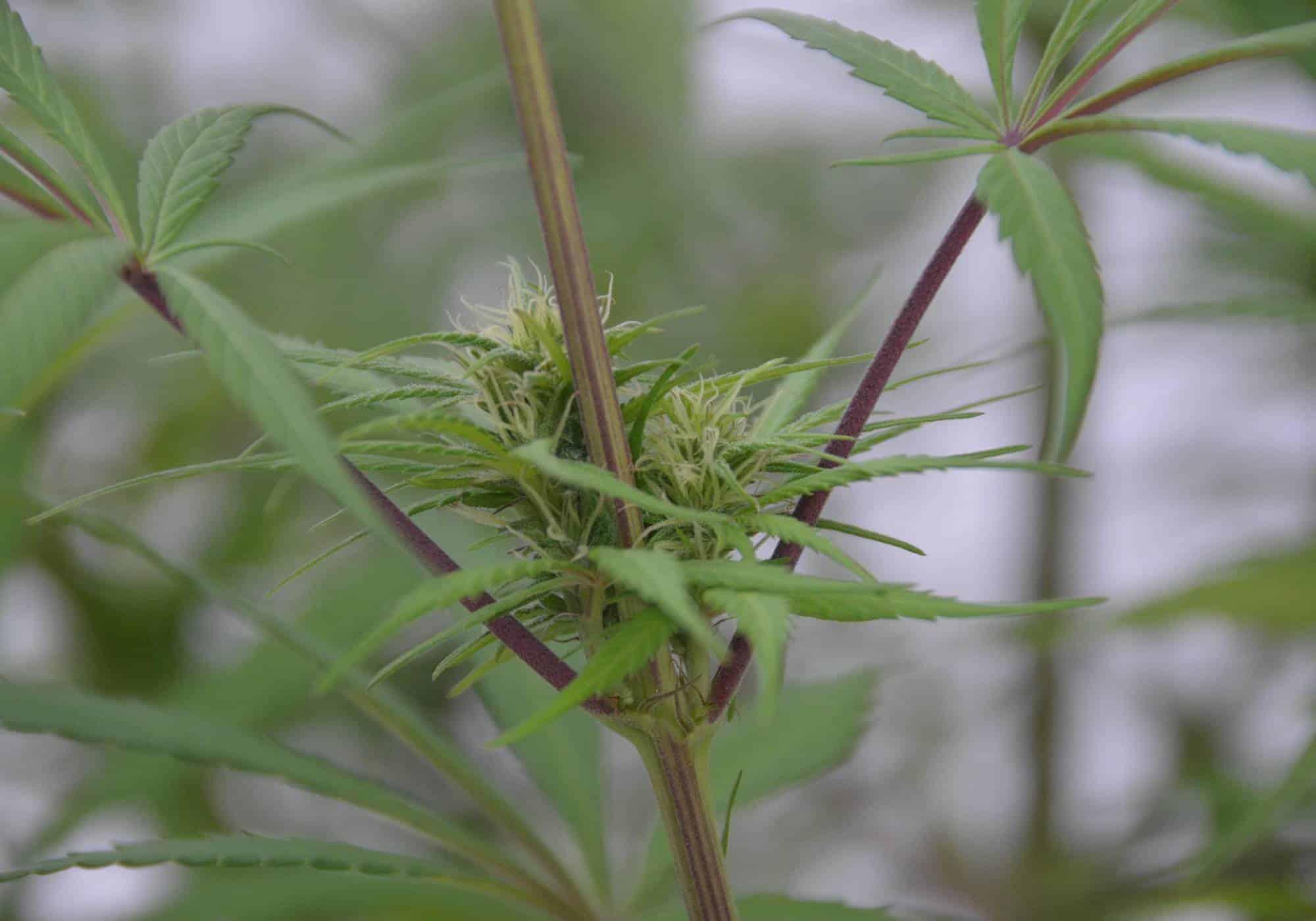 where to Buy Quality THCA Hemp: Insights from‍ Reddit Discussions