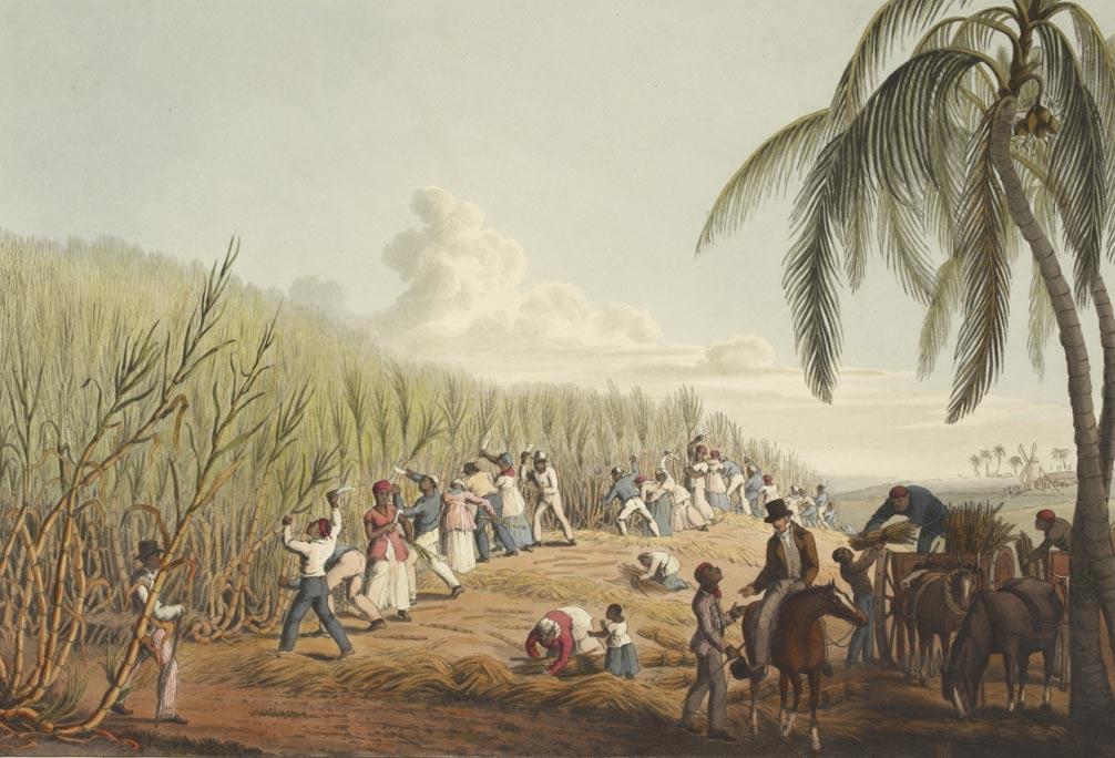 Understanding‍ the Origins of Sugar and rosin